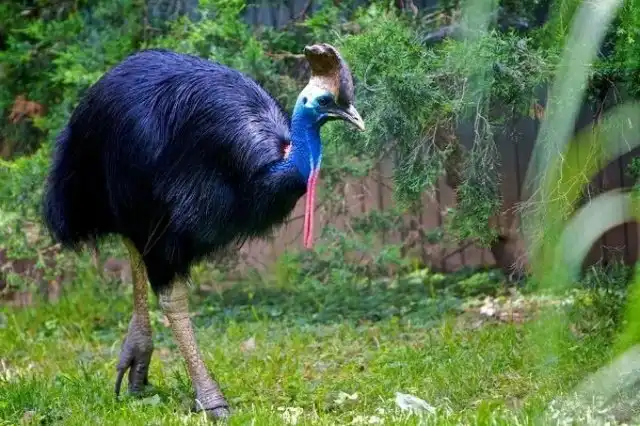 Лапа "настоящего динозавра" в современном мире?