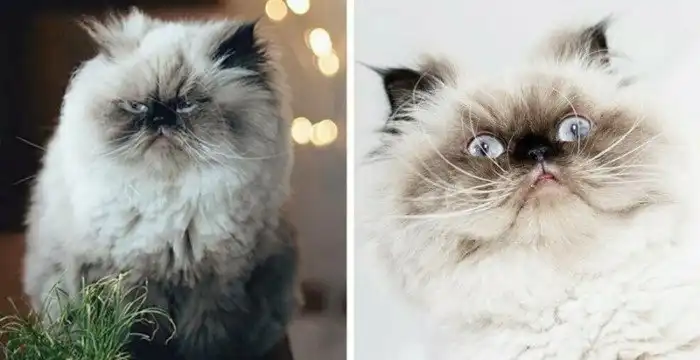 На мордахе этого гималайского котёнка — вселенское презрение, но в него невозможно не влюбиться!