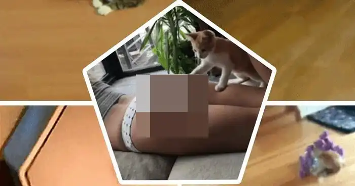 Кот + лазер =