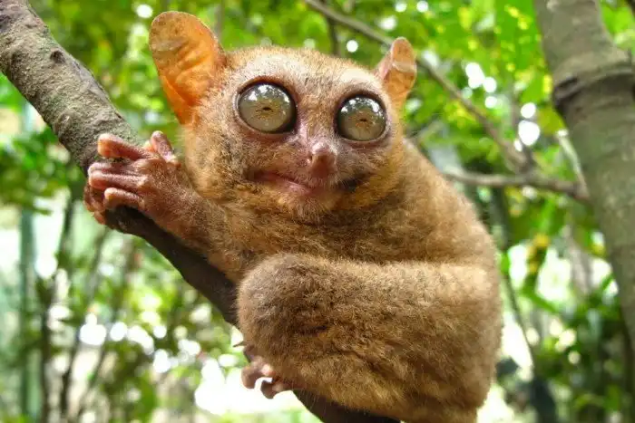 Долгопят: Дух леса без головы