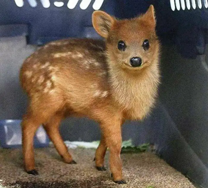 Пуду: Самый крошечный олень в мире