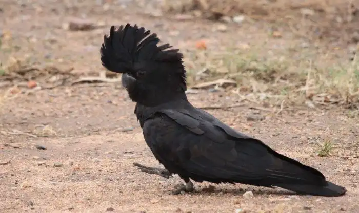 Траурный какаду: Белый порошок и Черный юмор