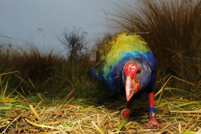 Такахе: Новозеландская курочка Ряба