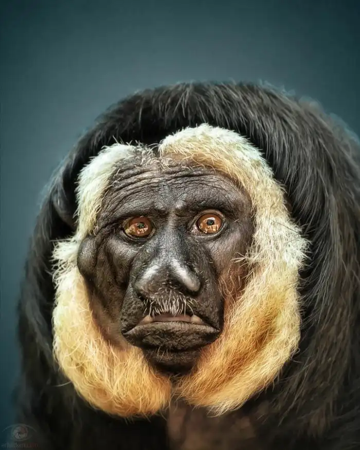 Бледный саки: Двуликий примат