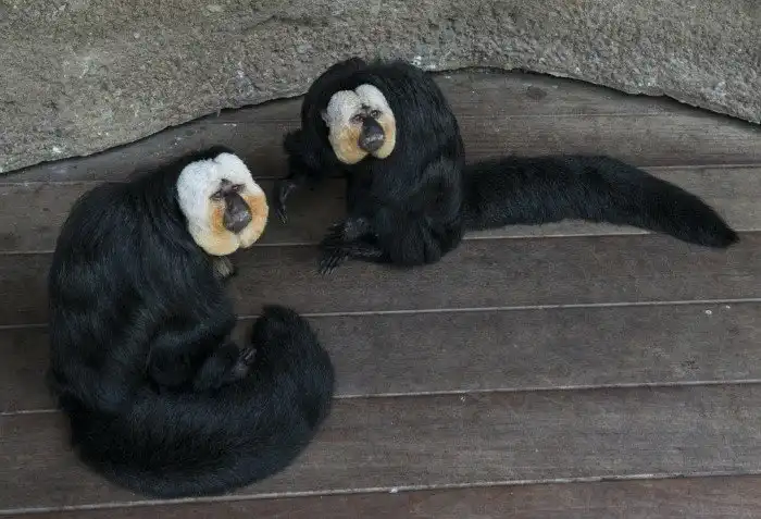 Бледный саки: Двуликий примат