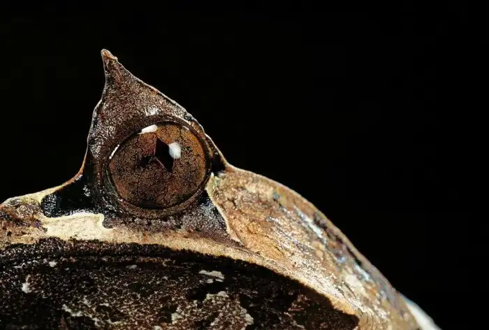 Лягушка из ада: Megophrys nasuta