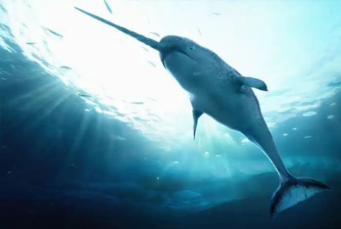 Нарвал: Левый - коронный, правый - похоронный!