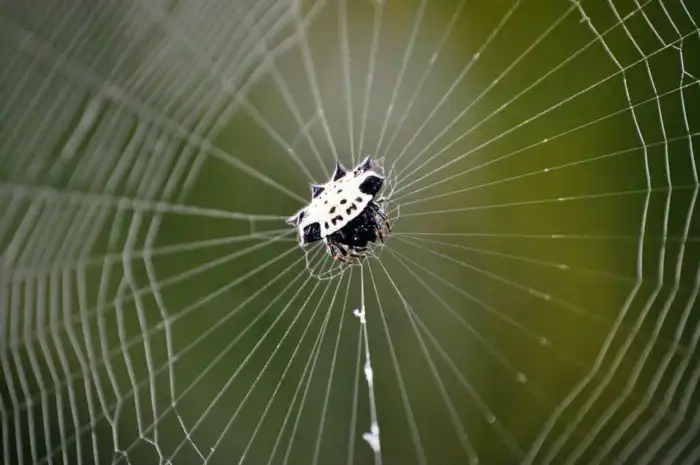Шипастый кругопряд: Очень острый паук