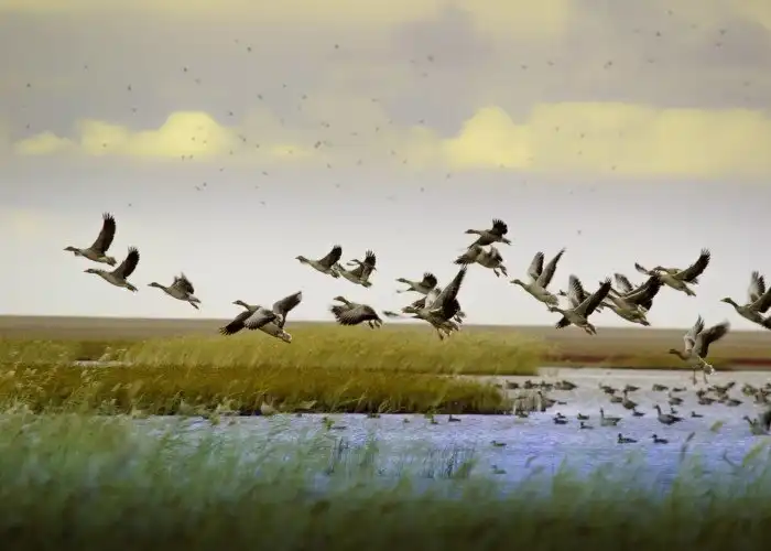 Серый гусь: Страшные зубы и еще более страшные гениталии