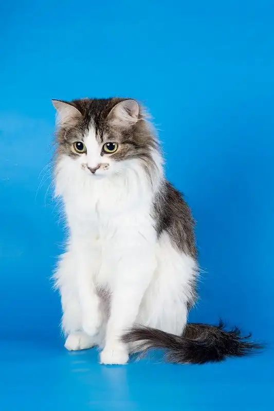 В поисках любящего хозяина