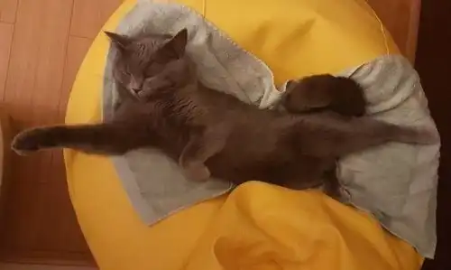 Кошки, которые заснули в самых невообразимых позах