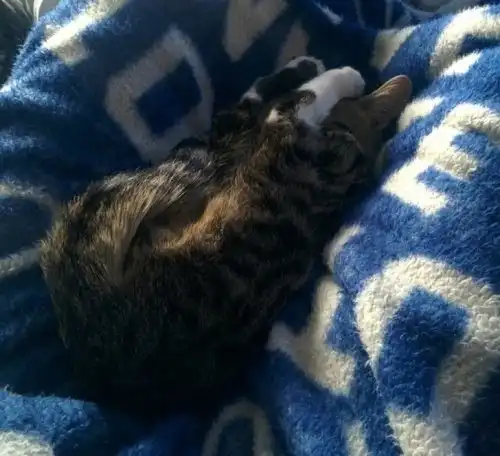 Кошки, которые заснули в самых невообразимых позах