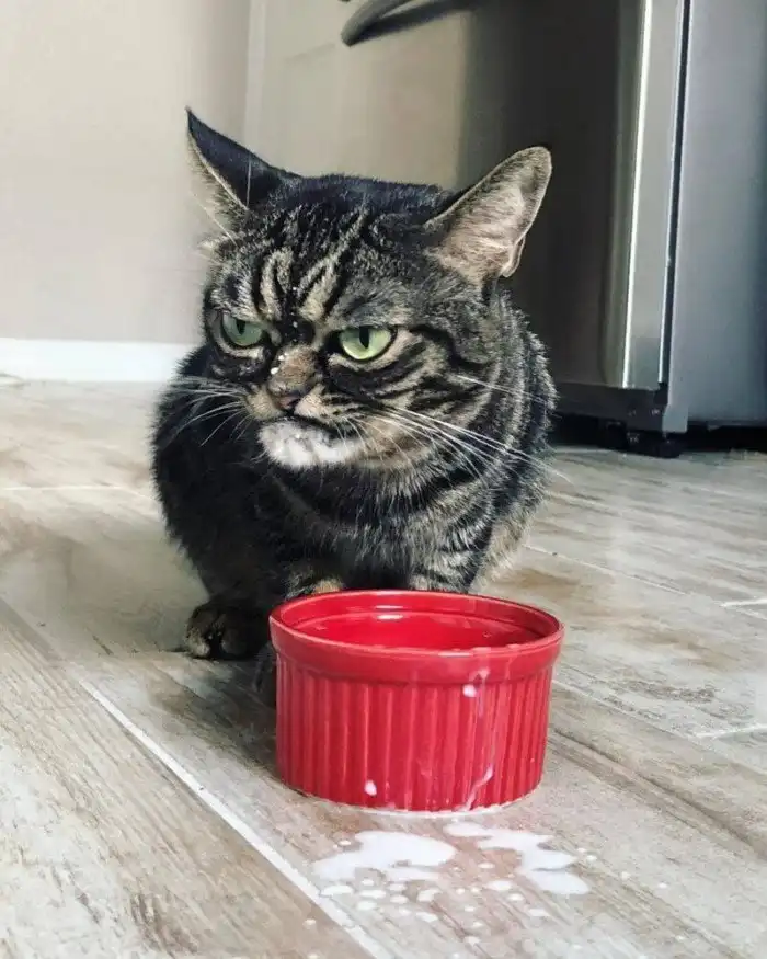 Угрюмая кошка стала новым мемом, который показывает вселенскую ненависть