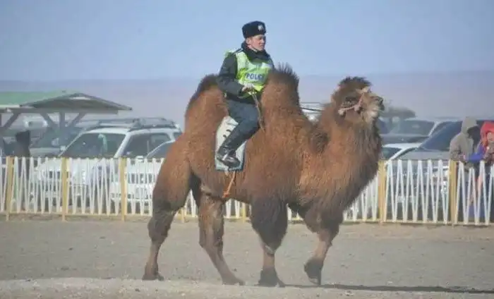 Монголия: от квадроохоты до антивеганских детских садов