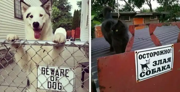 17 случаев, когда за табличкой «Осторожно, злая собака» скрывалось вовсе не то, чего стоило ожидать