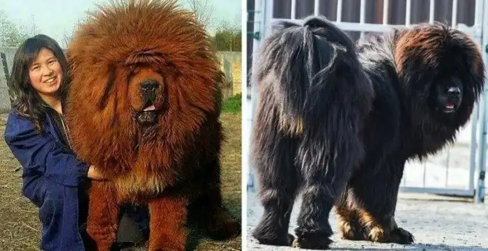 17 снимков тибетских мастифов, в которых 60 килограммов шерсти, любви и очарования