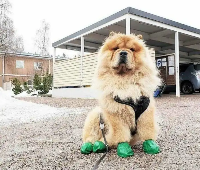 18 фотографий собак породы чау-чау, которых хочется затискать здесь и сейчас