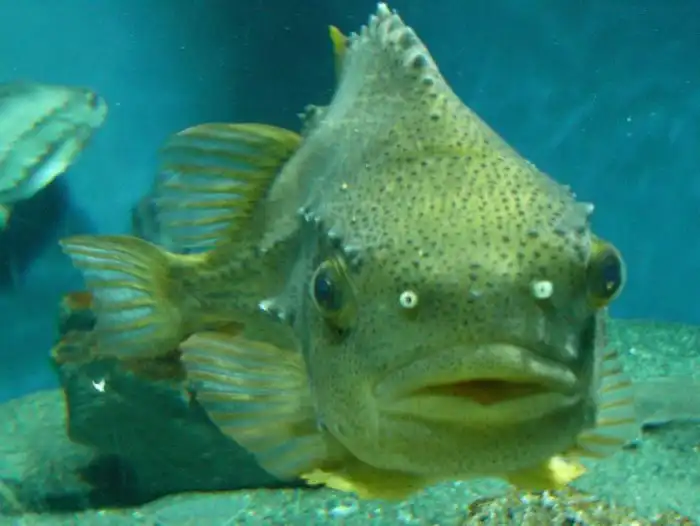 Пинагор: Злой папа с сумасшедшим взглядом