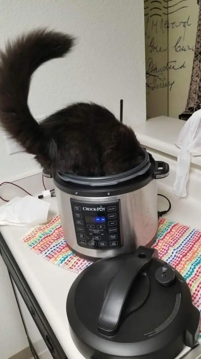 Странные кошки