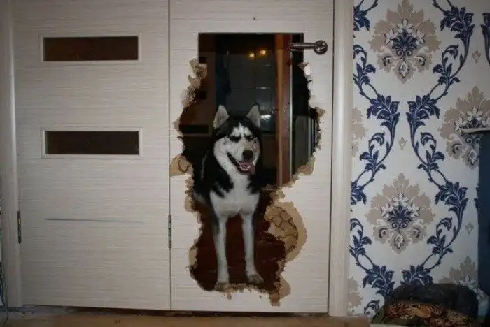 15 примеров того, что делают собаки, когда вас нет дома