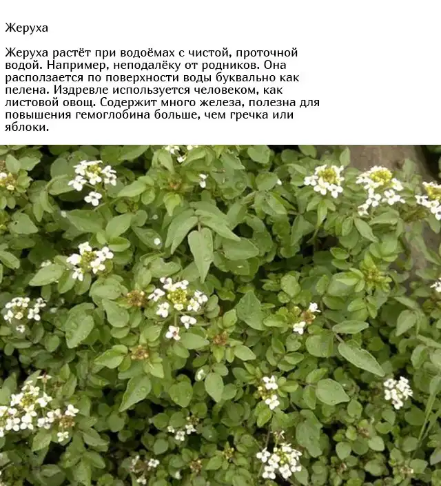 Обычные сорняки, о пользе которых вы могли не знать