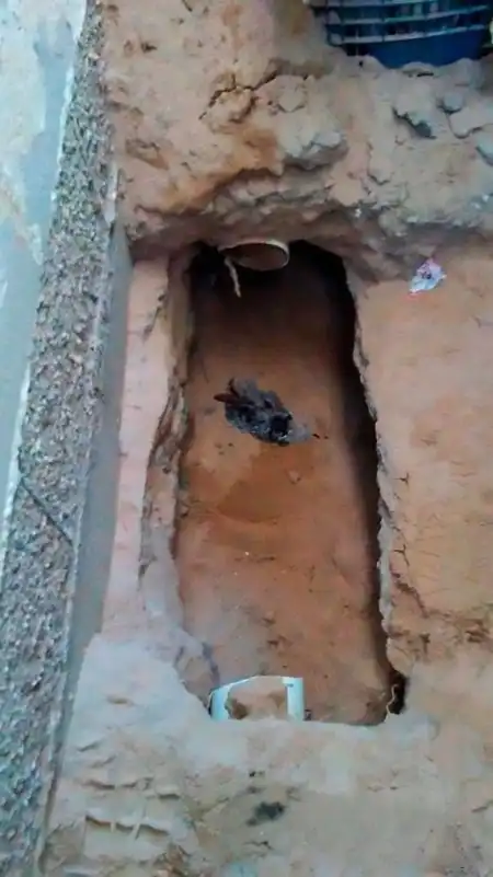 Жительница Мексики услышала странные звуки под своим домом