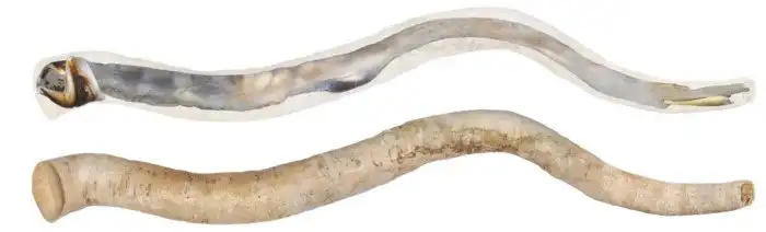 Корабельные черви: ученые изучили организмы, о которых писали моряки 300 лет назад