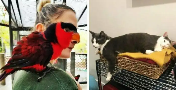 16 фотографий из серии «показалось», которые приобрели неожиданный поворот благодаря животным