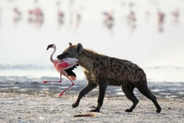 Пятнистая Гиена: Дамы с подвохом по тайскому образцу