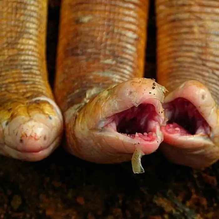 Амфисбена: Никогда не отгадаете, что это за животное