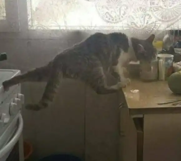 20 домашних хулиганов, от которых на минутку отвернулся хозяин