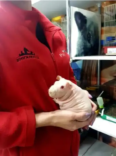 Оптимизма пост. Даже морская свинка альбинос заслуживает любви