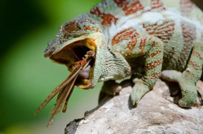 Хамелеон: 200 упоротых видов на любой вкус