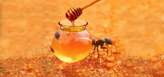 Медовые муравьи: Убойный десерт для любителей жести