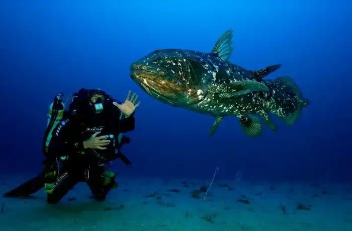 Латимерия: Самая древняя живая рыба (Ей 400 миллионов лет!)