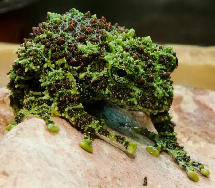 Мшистая лягушка: Получаем удовольствие для глаз