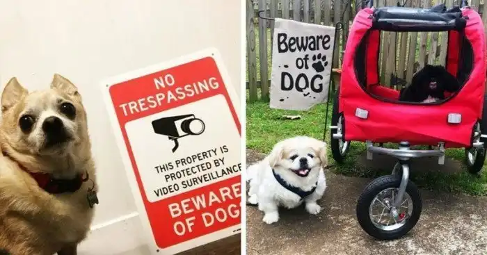 20 ситуаций, когда табличка «Осторожно, злая собака» нагло обманывала всех вокруг