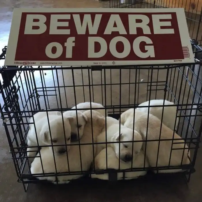 20 ситуаций, когда табличка «Осторожно, злая собака» нагло обманывала всех вокруг