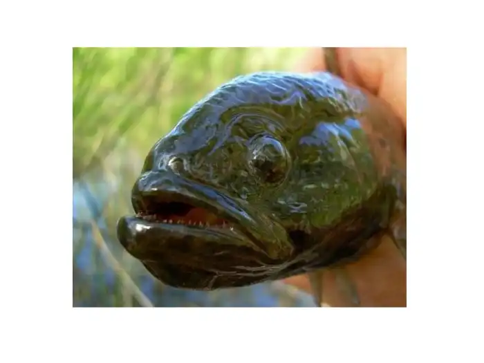 Виноват ли ротан в истреблении рыб?