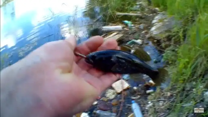 Виноват ли ротан в истреблении рыб?