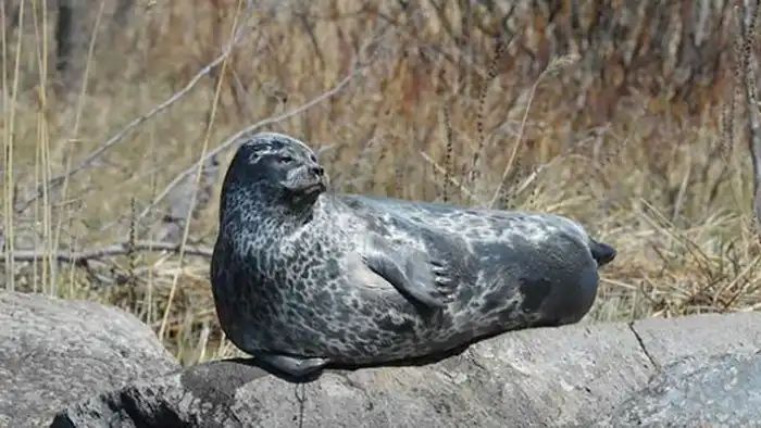 Сайменская нерпа: Финское чудо и 10 тысяч лет изоляции