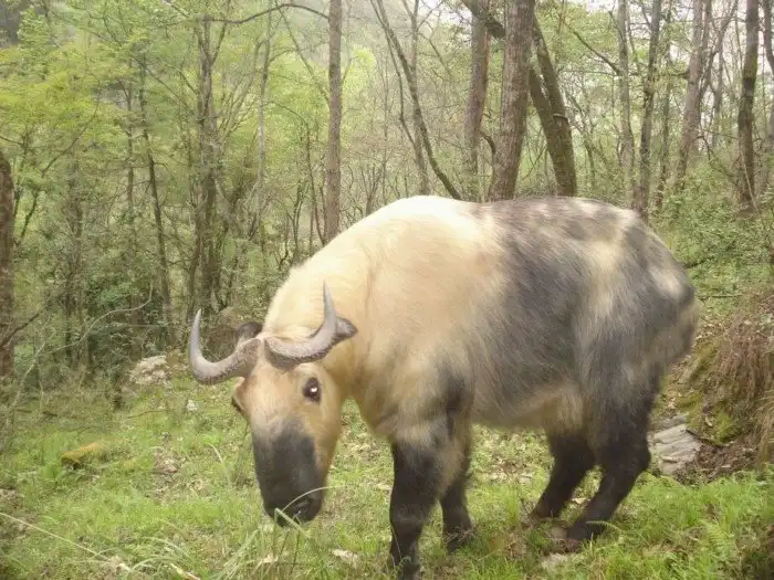 Такин: Смесь козла и коровы существует!