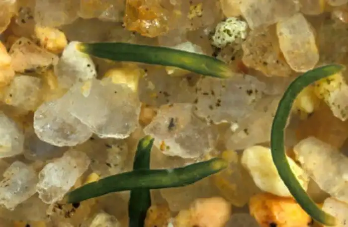 Самое необычное существо на Земле