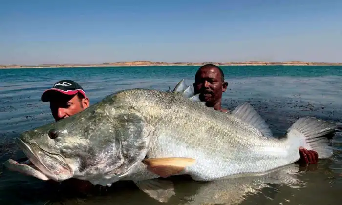 Нильский Окунь: К таким размерам не привыкли даже африканцы!