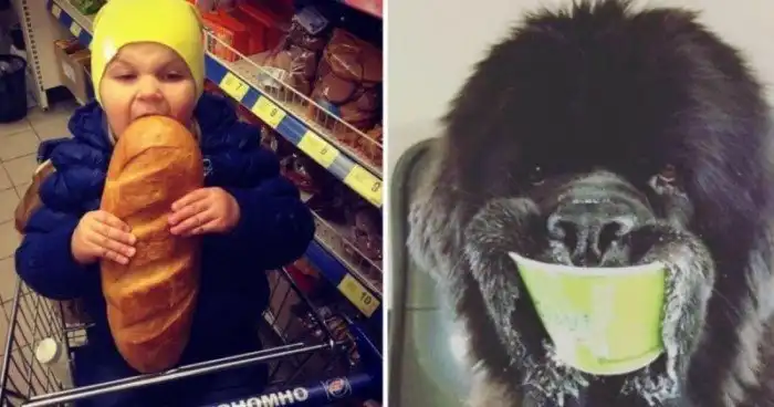 15 смешных фото, доказывающих, что голод совсем "не тётка"