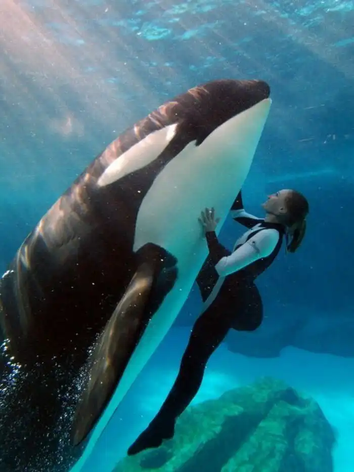 Опасны ли косатки для людей?