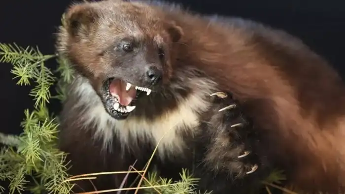 Росомаха: Единственный, кого стоит бояться в тайге