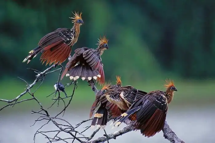 Гоацин: Самая вонючая и отвратительная птица