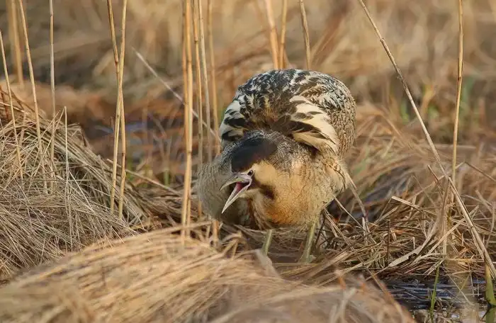 Выпь: Болотная малявка, которая стала взрывным мемом