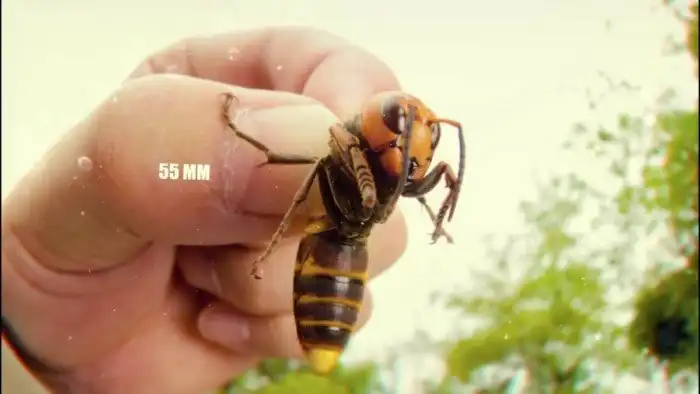 Гигантский шершень-убийца: Никогда не трогай шершней!